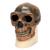 Replica di cranio Homo erectus pekinensis (Weidenreich, 1940), 1001293 [VP750/1], Antropologico Skulls (Small)