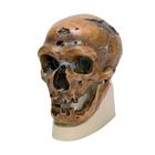 Replica di cranio Homo neanderthalensis (La Chapelle-aux-Saints 1), 1001294 [VP751/1], Antropologico Skulls