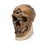 Replica di cranio Homo neanderthalensis (La Chapelle-aux-Saints 1), 1001294 [VP751/1], Antropologico Skulls (Small)