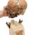 Replica di cranio Homo neanderthalensis (La Chapelle-aux-Saints 1), 1001294 [VP751/1], Evoluzione (Small)