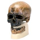 Replica di cranio Homo sapiens (Crô-Magnon), 1001295 [VP752/1], Evoluzione