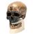 Replica di cranio Homo sapiens (Crô-Magnon), 1001295 [VP752/1], Evoluzione (Small)