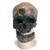 Replica di cranio Homo sapiens (Crô-Magnon), 1001295 [VP752/1], Evoluzione (Small)