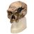 Replica di cranio Homo steinheimnensis (Berkhemer, 1936), 1001296 [VP753/1], Antropologico Skulls (Small)