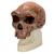 Replica di cranio Homo rhodesiensis (Broken HillŸ Woodward, 1921), 1001297 [VP754/1], Evoluzione (Small)