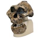 Replica di cranio Australopithecus boisei (KNM-ER 406 + Omo L7A-125), 1001298 [VP755/1], Antropologico Skulls