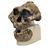 Replica di cranio Australopithecus boisei (KNM-ER 406 + Omo L7A-125), 1001298 [VP755/1], Evoluzione (Small)