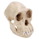 Cranio di uno scimpanzê (Pan troglodytes), femminile, replica, 1001299 [VP760/1], Antropologia biologica