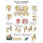 Becken und Hüfte - Anatomie und Pathologie, 4006577 [VR0172UU], Sistema Scheletrico