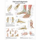 Fuß und Fußgelenke - Anatomie und Pathologie, 4006579 [VR0176UU], Sistema Scheletrico