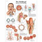 Der Kehlkopf, 4006585 [VR0248UU], Organi della parola 
