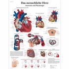 Das menschliche Herz - Anatomie und Physiologie, 4006596 [VR0334UU], Strumenti didattici cardiaci e di cardiofitness