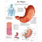 Der Magen, 1001383 [VR0426L], Il sistema digestivo
