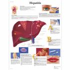 Hepatitis, 1001389 [VR0435L], Sistema metabolico