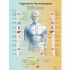   Vegetatives Nervensystem, 4006626 [VR0610uu], Cervello e del sistema nervoso