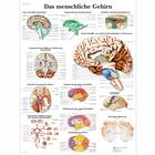 Das menschliche Gehirn, 4006627 [VR0615UU], Cervello e del sistema nervoso