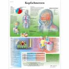 Kopfschmerzen, 1001442 [VR0714L], Cervello e del sistema nervoso