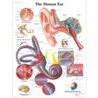 Human Ear Chart, 1001500 [VR1243L], Naso, Orecchie e Gola