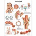 The Larynx, 1001502 [VR1248L], Organi della parola 
