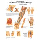 Clinically Important Blood Vessel and Nerve Pathways, 4006682 [VR1359UU], sistema Cardiovascolare
