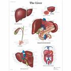 Liver Chart, 1001544 [VR1425L], Sistema metabolico