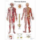 Nervous System, 4006710 [VR1620UU], Cervello e del sistema nervoso
