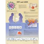  HIV and AIDS, 1001610 [VR1725L], Educazione sessuale