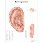 Ear Acupuncture, 1001628 [VR1821L], Modelli