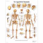 Le squelette humain, 4006732 [VR2113UU], Sistema Scheletrico