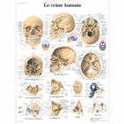 Le crâne humain, 4006737 [VR2131UU], Sistema Scheletrico