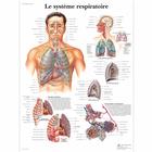 Le système respiratoire, 4006758 [VR2322UU], Sistema Respiratorio