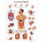 Le système digestif, 4006771 [VR2422UU], Il sistema digestivo
