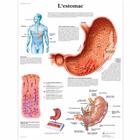 L'estomac, 1001713 [VR2426L], Il sistema digestivo
