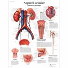 Appareil urinaire, Anatomie et physiologie, 4006781 [VR2514UU], Sistema urinario