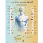  Le système nerveux végétatif, 4006791 [VR2610UU], Cervello e del sistema nervoso