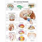 Le cerveau humain, 1001751 [VR2615L], Cervello e del sistema nervoso