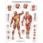 La Musculatura humana, 4006815 [VR3118UU], Muscolo
