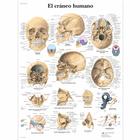 El cráneo humano, 1001809 [VR3131L], Sistema Scheletrico