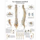 La columna vertebral - Anatomía y patlogía, 4006820 [VR3152UU], Sistema Scheletrico