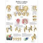 Pelvis y cadera - Anatomía y patología, 1001817 [VR3172L], Sistema Scheletrico