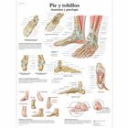 Pie y tobillos - Anatomía y patología, 1001821 [VR3176L], Sistema Scheletrico
