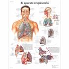 El aparato respiratorio, 1001845 [VR3322L], Sistema Respiratorio
