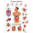 El aparato digestivo, 1001873 [VR3422L], Il sistema digestivo
