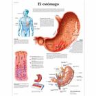 El estómago, 1001877 [VR3426L], Il sistema digestivo
