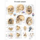 Il cranio umano, 1001973 [VR4131L], Sistema Scheletrico