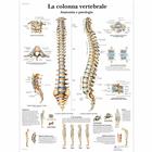 La colonna vertebrale, anatomia e patologia, 1001977 [VR4152L], Sistema Scheletrico