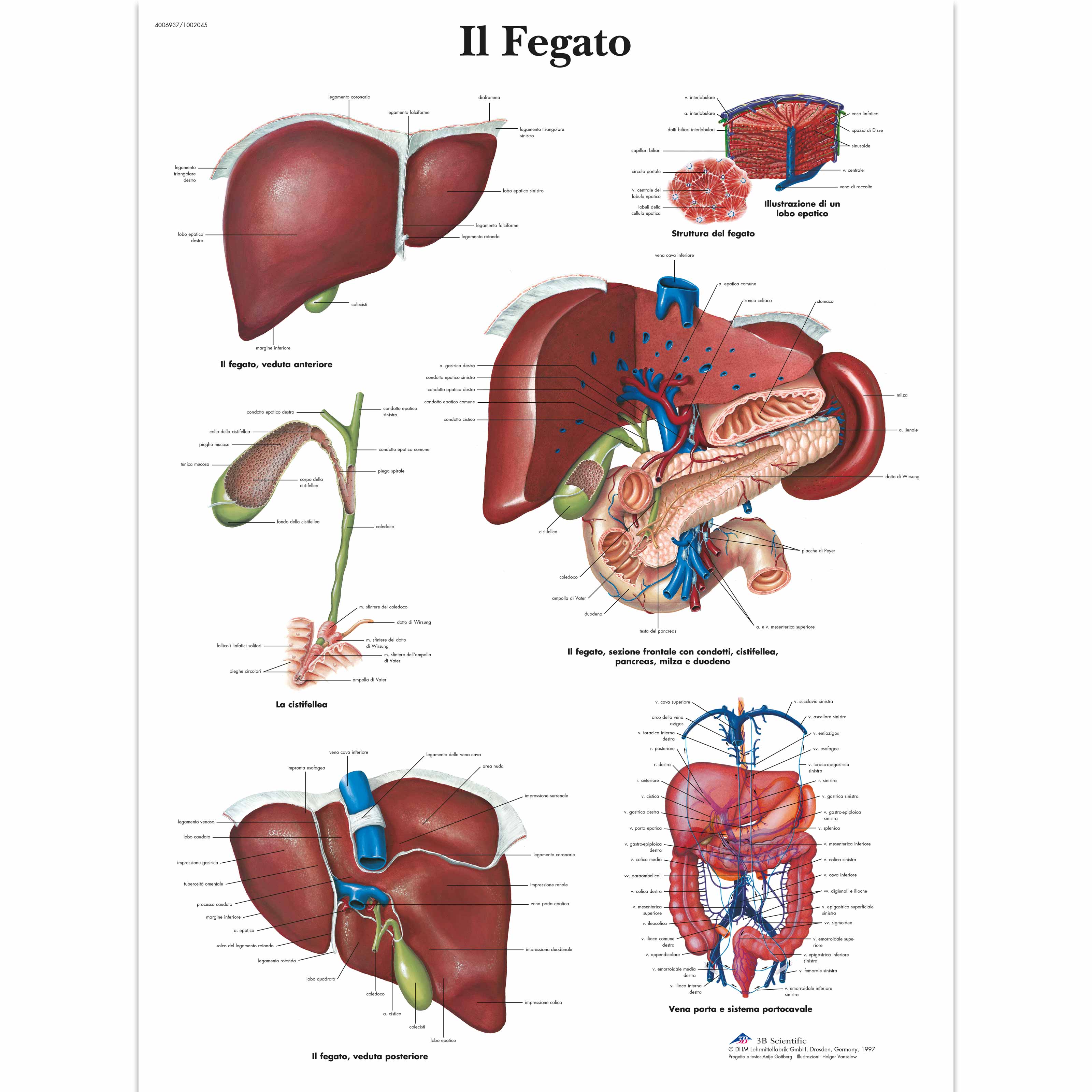 Sistema respiratorio fisiologia e anatomia