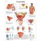 La prostata, 1002067 [VR4528L], Sistema urinario