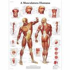 A Musculatura Humana, 4006985 [VR5118UU], Muscolo
