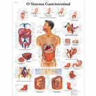 O Sistema Gastrintestinal, 1002161 [VR5422L], Il sistema digestivo

